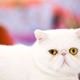 Illustration for article titled Meet Cats With Attitude At Meet The Breeds
